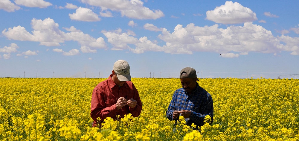 Two farms in the middle of canola field 